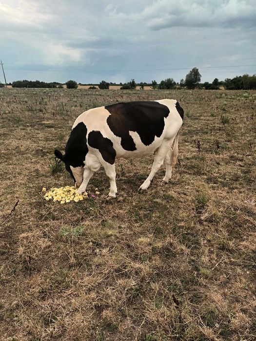 Vand vaca cu vitel in Localitatea Decebal
