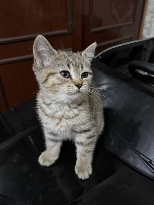 Продаются котята скотиш фолд и серебристая шиншилла