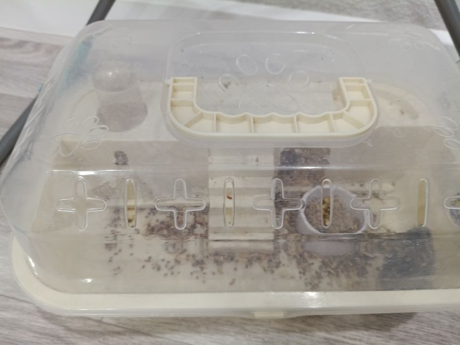 Хомяки семья с клеткой