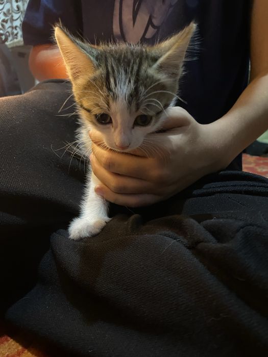 Отдаю котят,Бесплатно.В добрые руки.