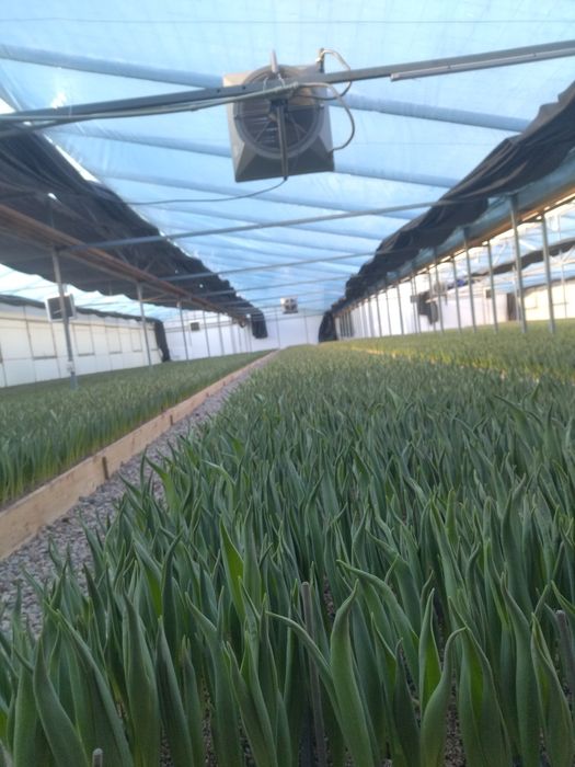 Тюльпаны и сирень оптом на 8 март с теплицы