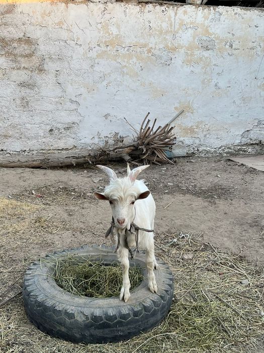 Ешкі лақ сатылады