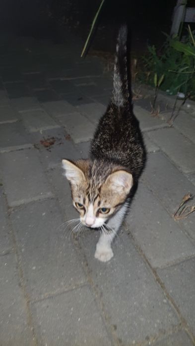 Pisică spre adopție , TECHIRGHIOL