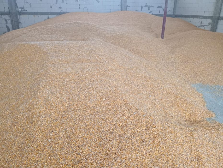 Vand porumb   boldut