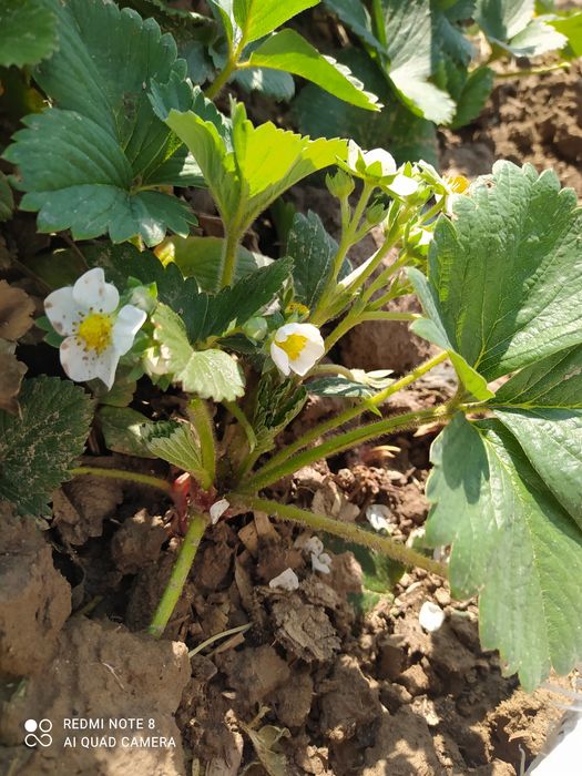 Рассада клубника Прадаётсия.привизной.сорт.Карейски.Галански.гибрид.