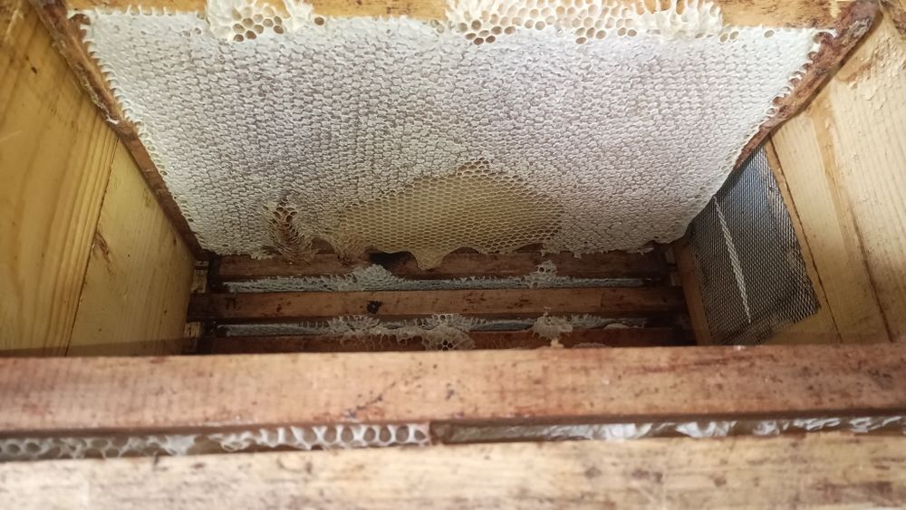 Vând faguri naturali cu miere de salcâm, miere salcam , tei, rapiță!