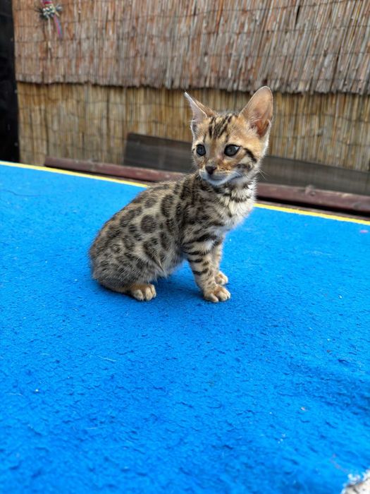 Puiuț rasă bengaleză