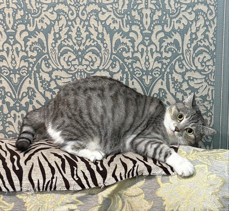 Кошка стерильная в добрые руки