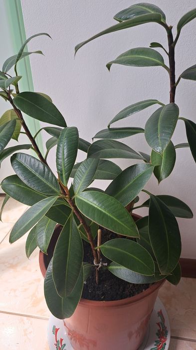 Цветы комнатные,  комнатные растения