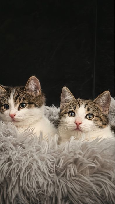 Котики Луи и Франк