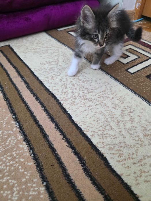 Mushukcha tekinga beriladi. 2 oylik.