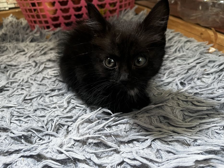 Котенок,девочка,активная