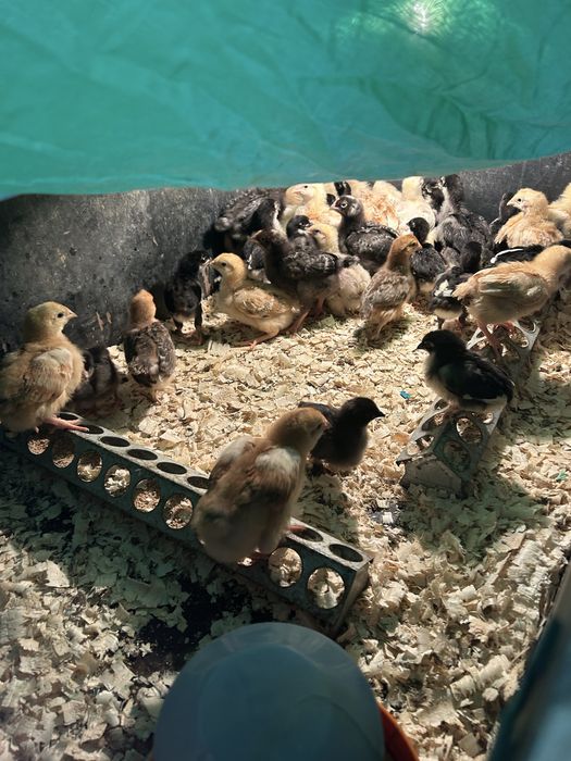 Oua praspete de tara