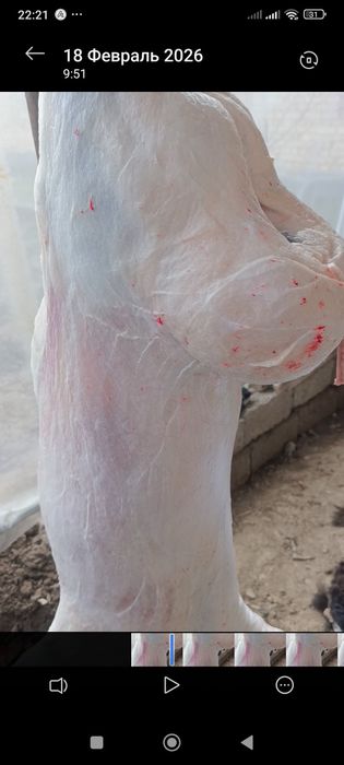 Qoylar qoy Qõchqorla sotladi gõshtini kilosga 135.000 mingdan  aksiya