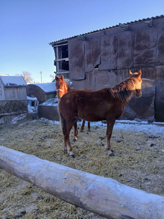 Продам кобыла на выбор
