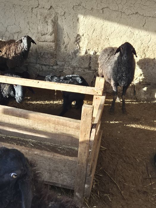 Қозылы қой тоқты