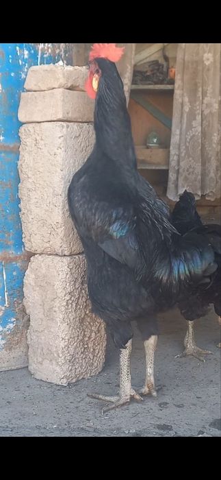 Porno Alekseeva Alina