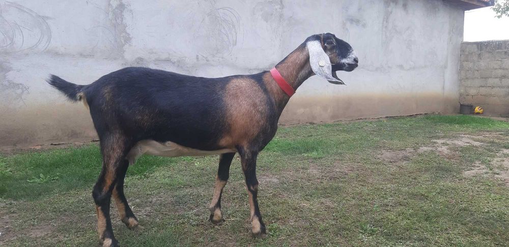 Capra Anglo Nubian