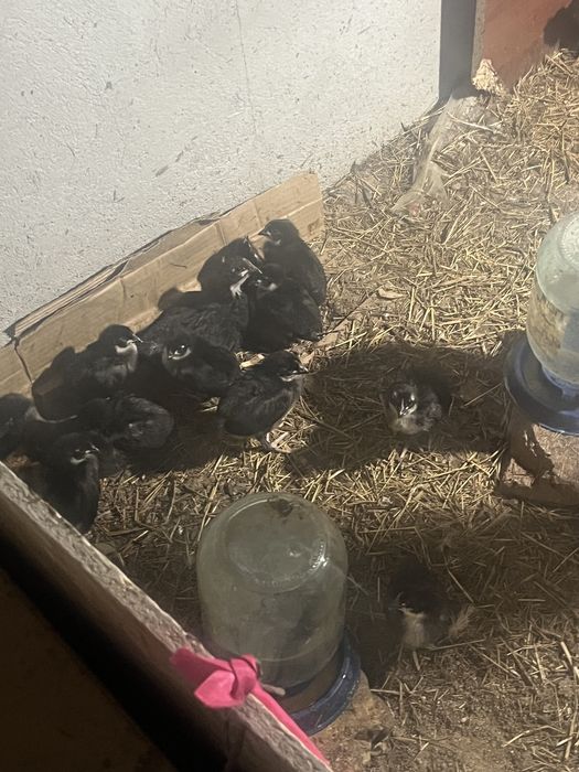 Астролорп Балапандары