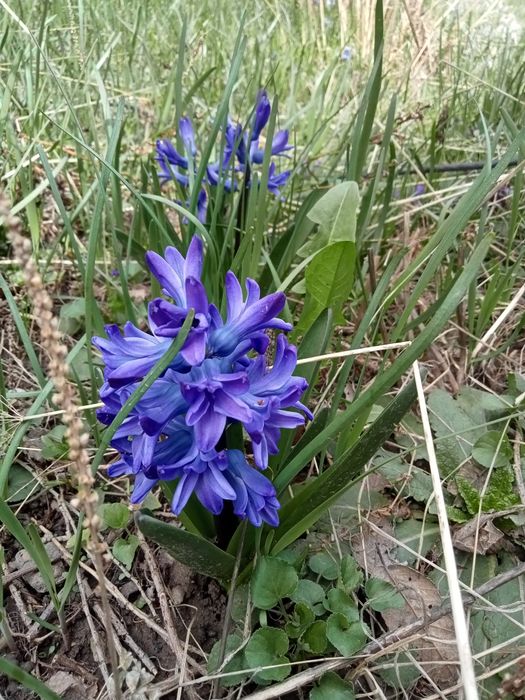 Продам дачу с участком