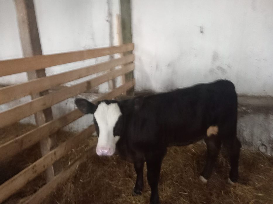 Vând un Taur angus