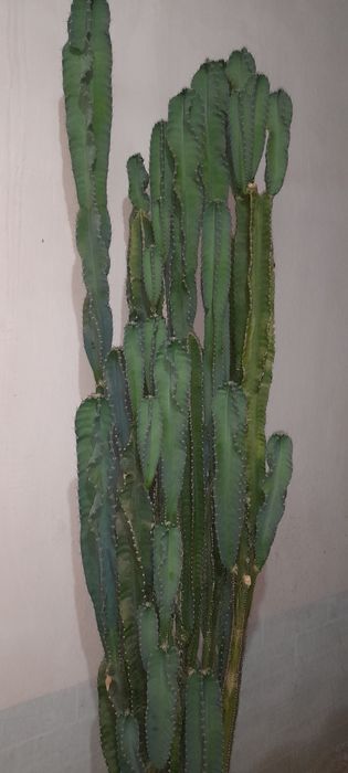 Молочай Великий.