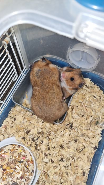 Милые  сирийские хомячки,  домашние.