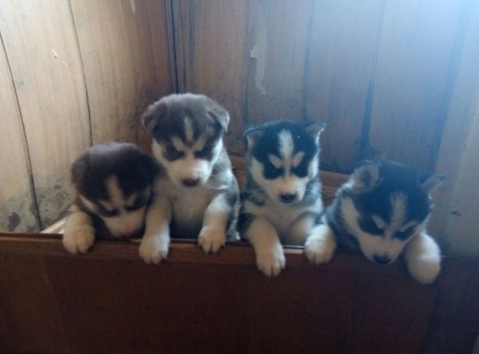 продам щенков Сибирской хаски