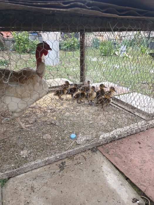 De vanzare closca cu 9 rate salbatice