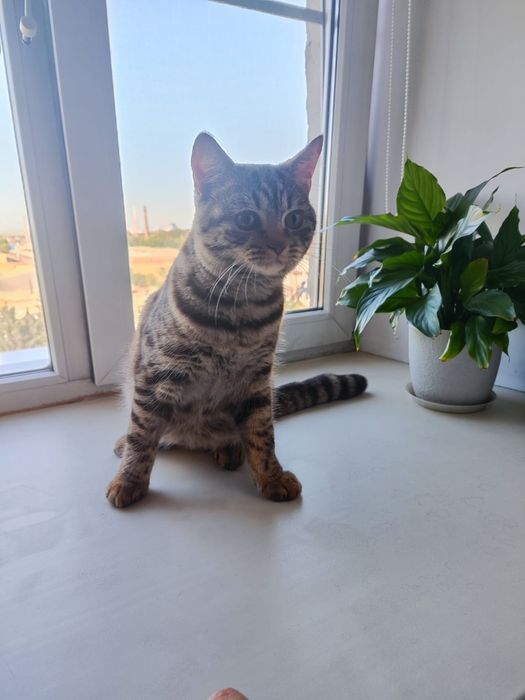 Отдам в добрые руки