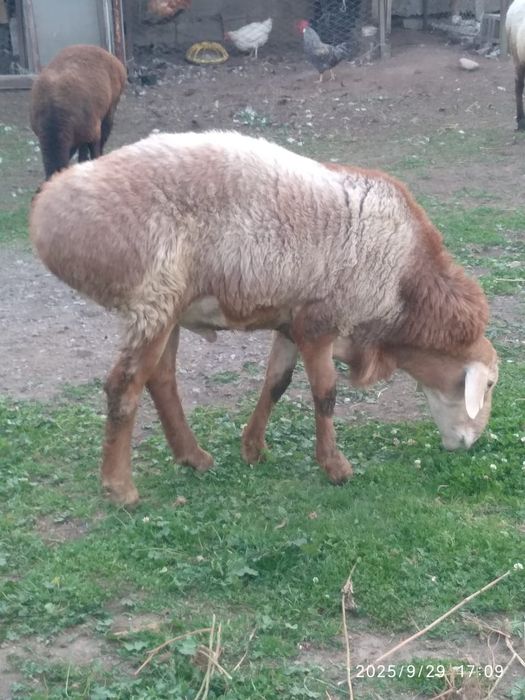 Кочкар , хороший производитель