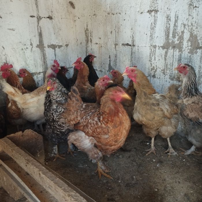 Продам куры домашние