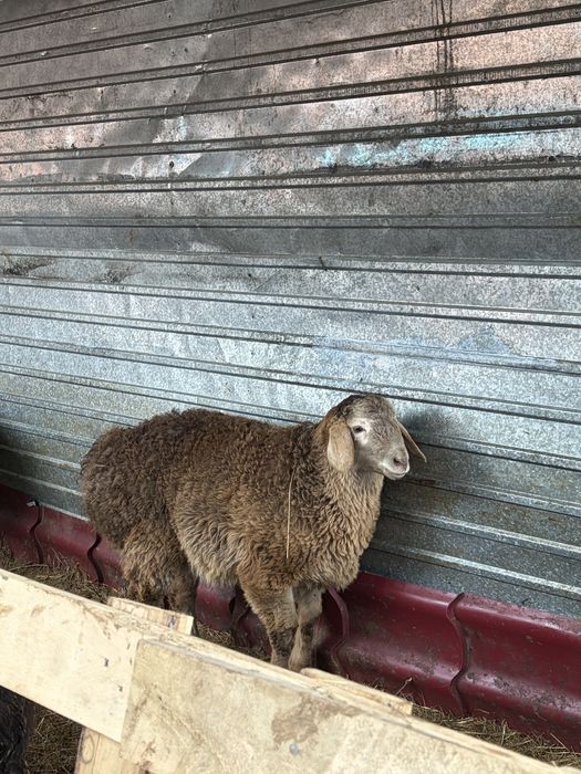 Бараны матки с ягнятами