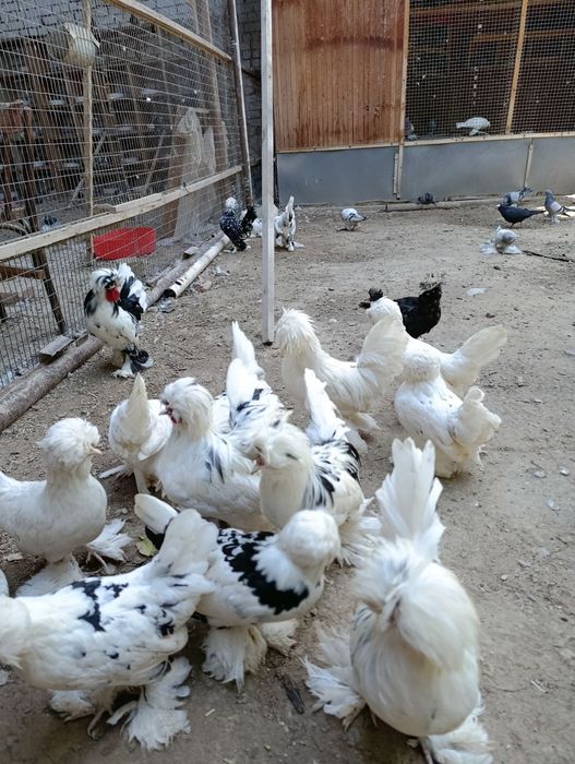 Kareyskie petuh  Корея хуроз