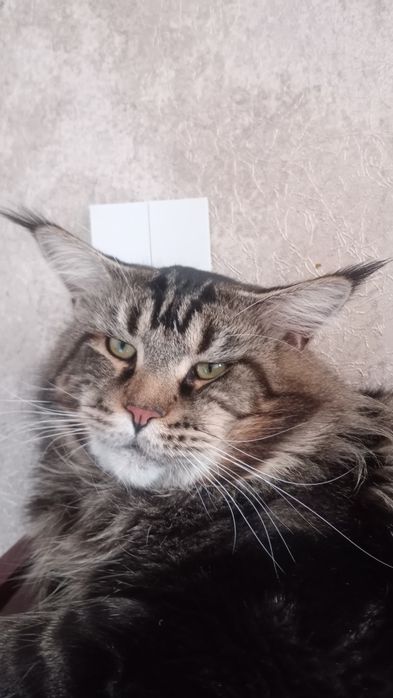Продам котёнка Мэйн Кун