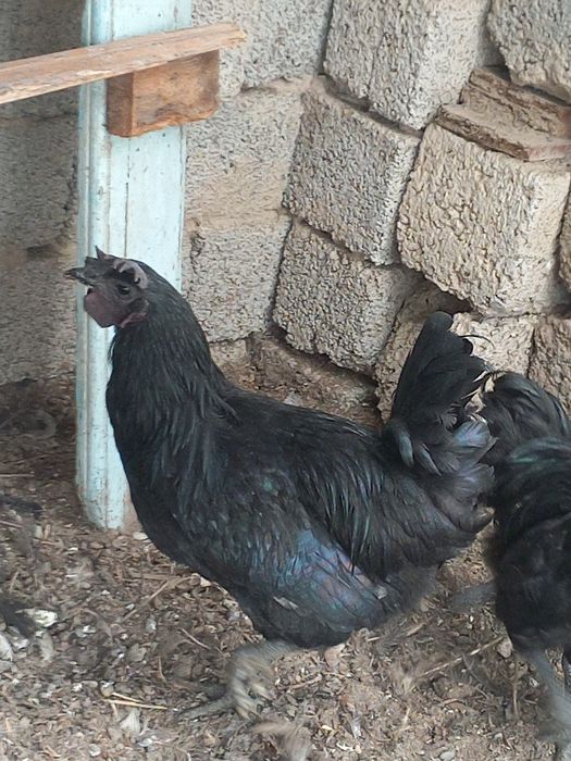 Хурозлар сотилади.