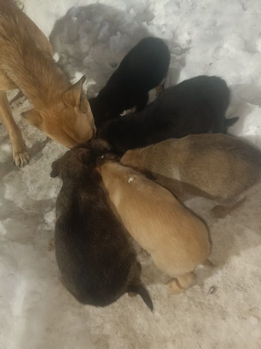 Отдам щенят 1 месяц.