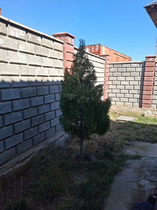 Туя домашний продам