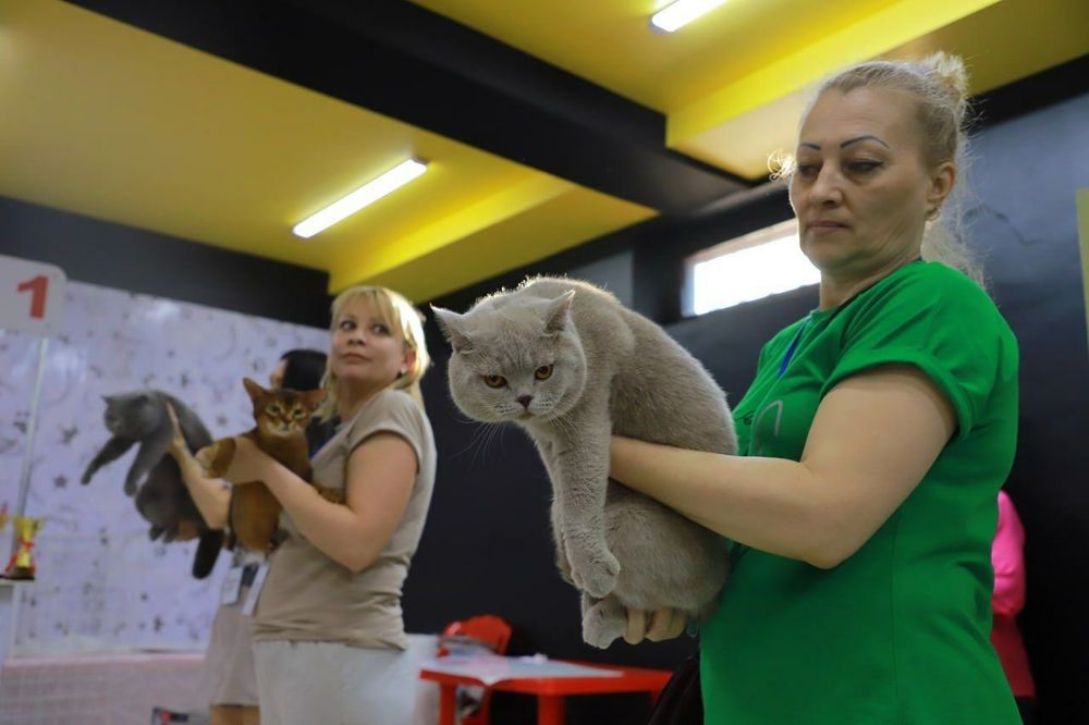 Продается Британец