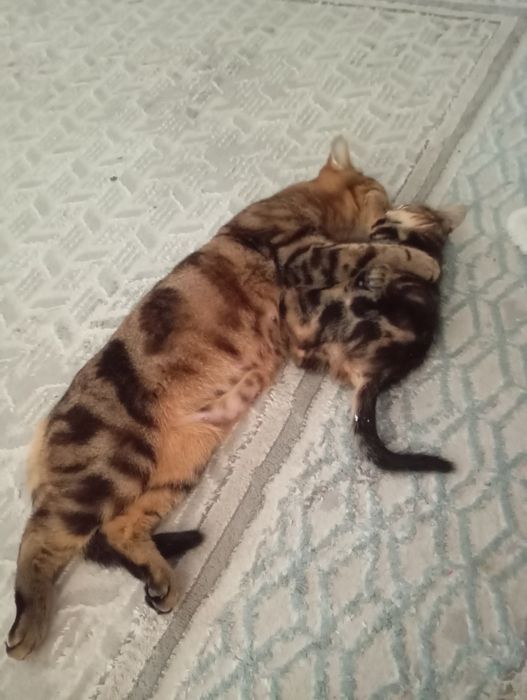 Мать с ребенком британ - бенгал