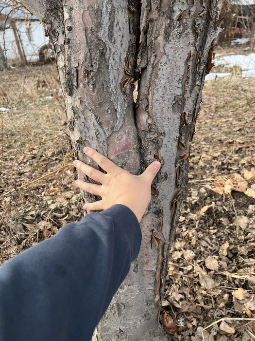 Дрова яблоневые для шашлыка