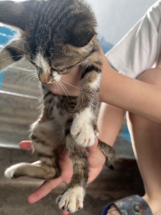 Изем любящий дом для котенка
