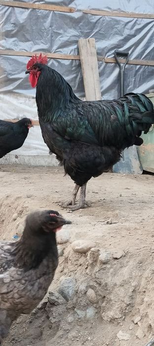 Джерсиски гегант тухум ва жужасига заказ оламиз