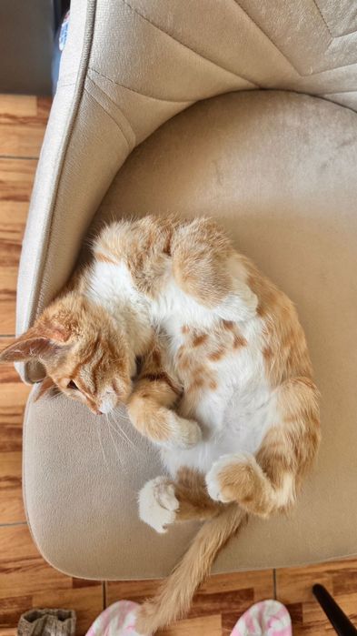 Котенок в добрые руки