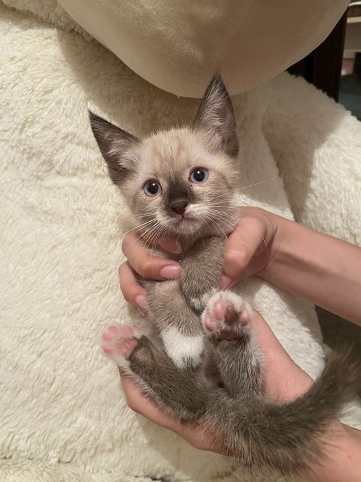 Продам метис котят