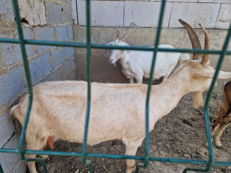 Продаю коз срочное