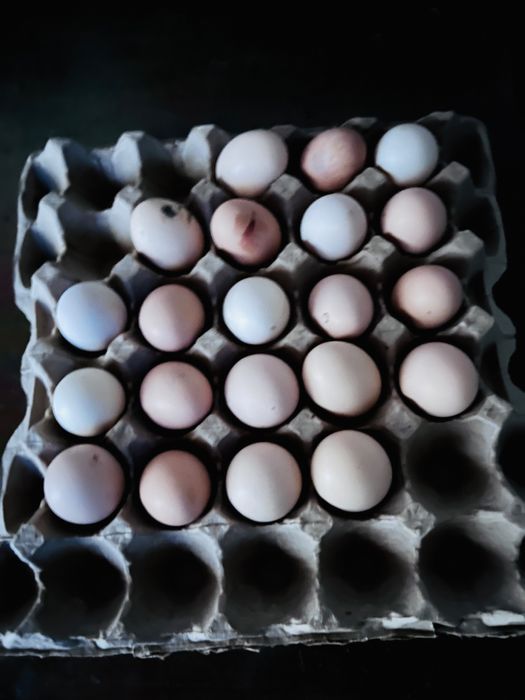 Амрокс тауықтың жұмыртқасы сатылады