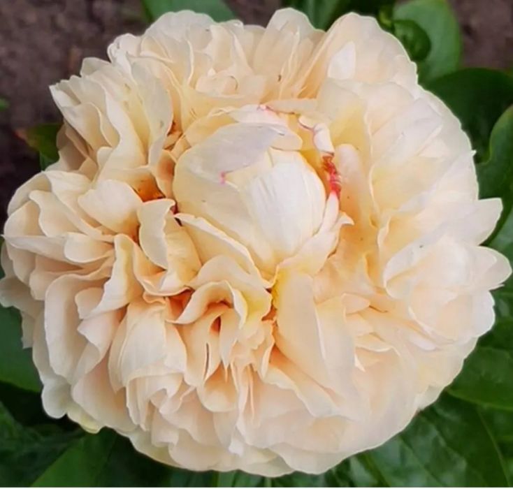 Продам пионы сортовые