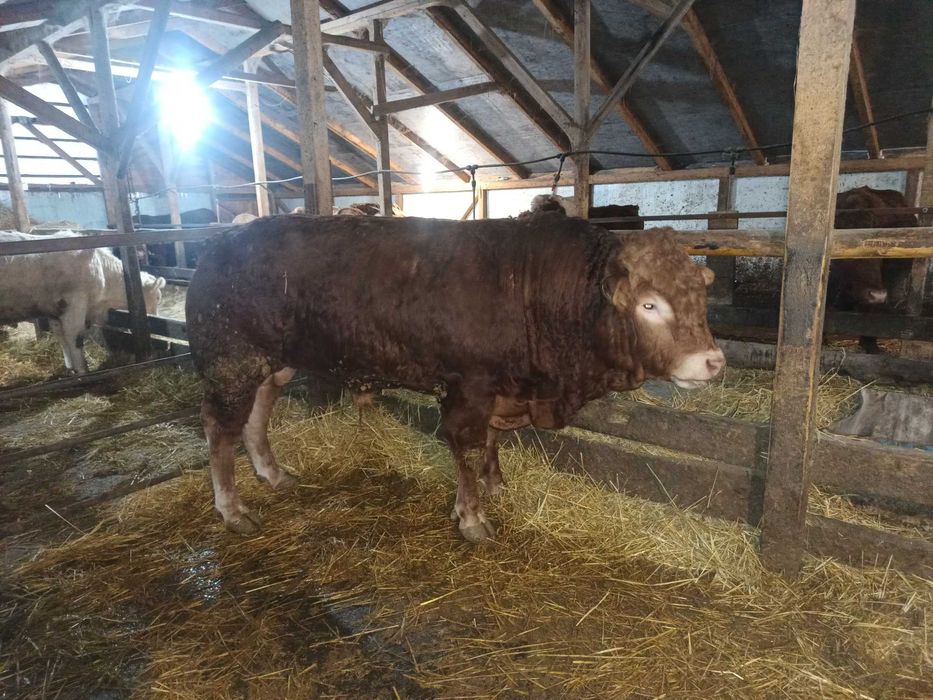 Vand un taur limuzine si o juninca metis angus