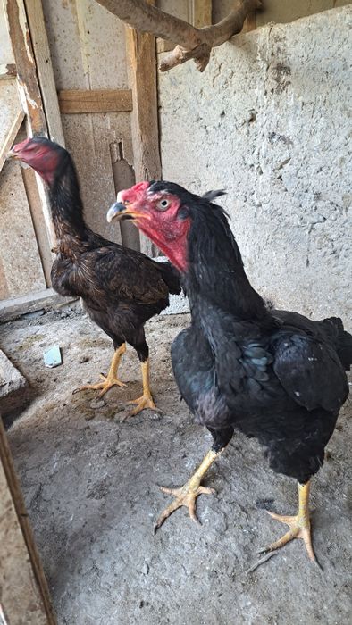 Дакан товуклар турли хил зотлар